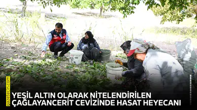 Yeşil altın olarak nitelendirilen Çağlayancerit Cevizinde hasat heyecanı