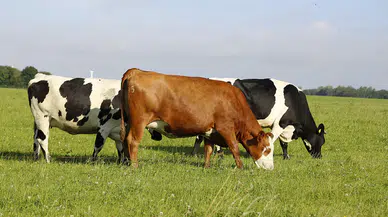 GEKİS ile her büyükbaş hayvanın dijital bir kimliği olacak