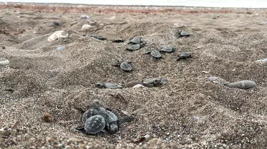 Yaklaşık 200 bin caretta caretta yavrusu denize ulaştı