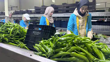 Türkiye'nin yaş meyve ve sebze ihracatının yüzde 21'i Batı Akdeniz'den