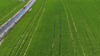 Edirne'de çeltik üretim alanı 500 bin dekara ulaştı