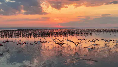 12 bin 800 yavru flamingo Tuz Gölü’nde yaşam buldu