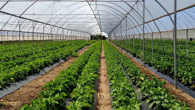 Karataş’a 1,2 milyar liralık sera yatırımı!