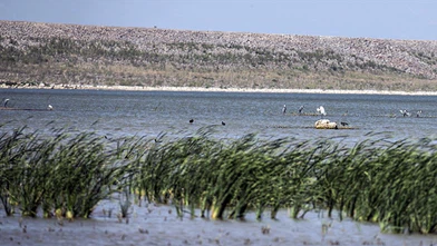 Reyhanlı Barajı'nda kuş türü sayısı 129'a yükseldi