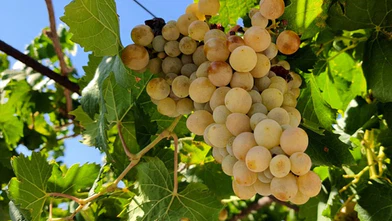 Şifa deposu üzüm pekmezinin sofralara yolculuğu