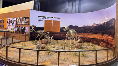 7,7 milyon yıllık hayvan fosilleri, teknolojiyle canlandırılıyor