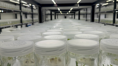 Ak zambağın üretim süresinin kısalması için çalışma başlatıldı