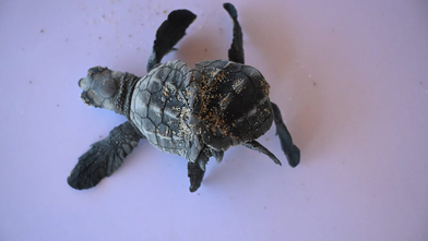 Bilim dünyası şokta! İlk defa görüntülendi