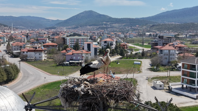 Burdur'da leylekler 30 yıldır aynı elektrik direğine yuva yapıyor