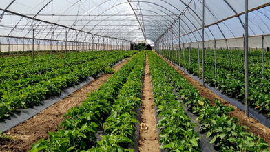 Çaycuma sera OTB üretime başladı