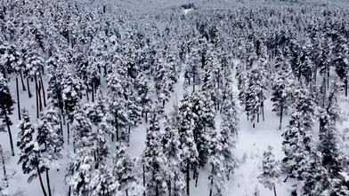 Karla kaplanan sarıçam ormanında muhteşem tablo