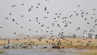 Koruma altındaki Milleyha Sulak Alanı göçmen kuşların uğrak noktası