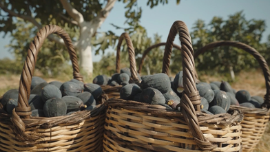 Kuru meyve ilk çeyrekte 404 milyon 460 bin dolar kazandırdı