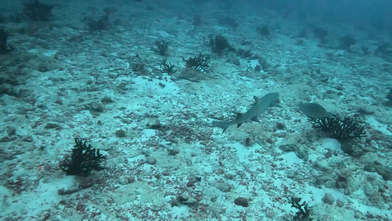 Maldivler’de iklim değişikliği mercan resiflerini tehdit ediyor