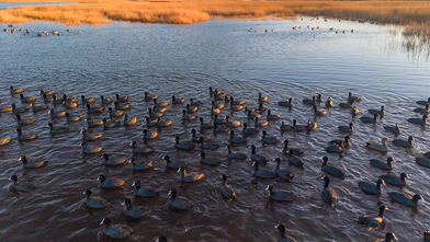 Milleyha Sulak Alanı göçmen kuşlara ev sahipliği yapıyor