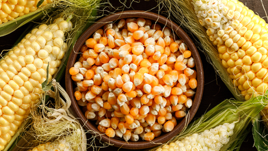 Mısır ithalatına sınırlı kontenjan