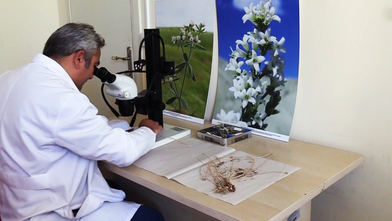 Yeni bir endemik yabani soğan türü keşfedildi