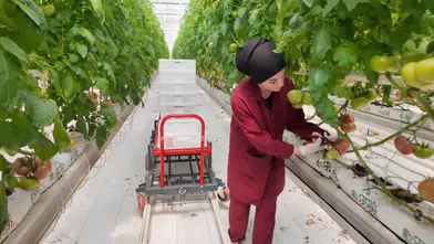 Topraksız tarım yöntemiyle yetiştirilen domatesin hasadı yapıldı