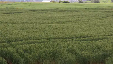 Çiftçiler artan yağışların etkisiyle buğdaydan yüksek verim bekliyor