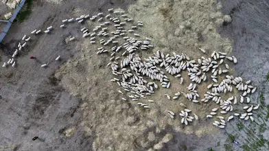 Sivas’ta doğanın en güçlü bağı Kuzular annelerini kokusundan buldu