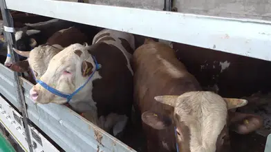 Batı illerine gönderilen kurbanlıklar sıkı kontrolden geçiriliyor