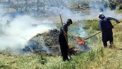 Gaziantep'te coğrafi işaretli "firik" üretimi başladı
