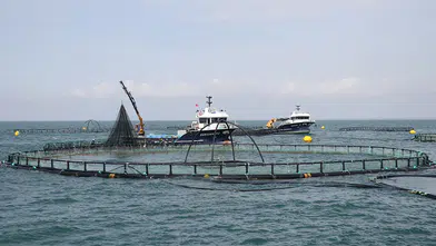 Yerli üretim ‘Türk Havyarı’ markasıyla ihracat edilecek