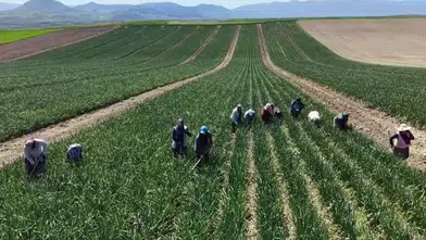 Kadınlar Emek ve Dayanışma Günü'nde tarlada çapa mesaisinde