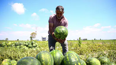 Karpuzunun kilosu tarlada 18 liraya kadar düştü