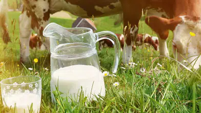 Türkiye süt üretiminde Avrupa'da 3. sırada