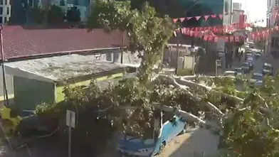 Durakta yolcu alan halk otobüsünün üzerine ağaç devrildi