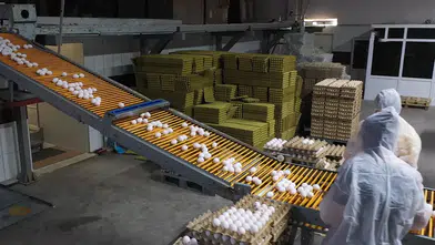 Kuş gribi Avrupa'nın yumurta talebini Türkiye'ye taşıdı