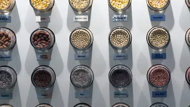 Tohumculukta ihracatın ithalatı karşılama oranı yüzde 141'e çıktı