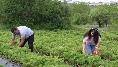 Kiraladıkları tarım arazilerinde yılda 70 ton organik çilek üretiyorlar