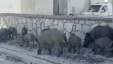 Yerleşim alanına inen yaban domuzu sürüsü böyle görüntülendi
