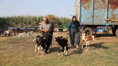 40 yıllık besici çiftin, "yüz binde bir görülen" üçüz buzağı sevinci