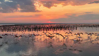 12 bin 800 yavru flamingo Tuz Gölü’nde yaşam buldu