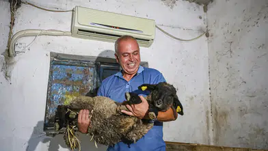 Adanalı besici sıcaktan etkilenen koyunlarını klimalı ahırda serinletiyor