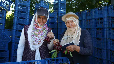 Hasadı devam eden "Yahyalı kirazı" yurt dışından talep görüyor