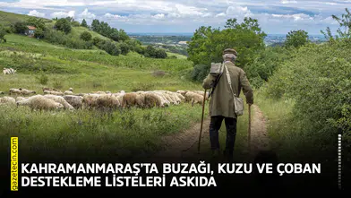 Kahramanmaraş’ta buzağı, kuzu ve çoban destekleme listeleri askıda