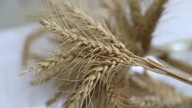 Türkiye'de geliştirilen "Serince" buğdayında ihracata hazırlanılıyor
