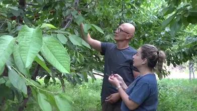 Ziraat mühendisi ve eşinin kurduğu kiraz bahçesi üreticilere örnek oldu