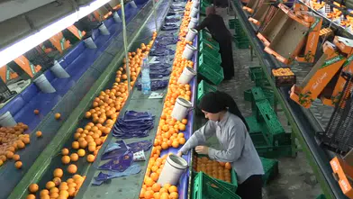 Türkiye'nin yaş meyve ihracatı, ilk kez 1 milyar dolar bandını aştı