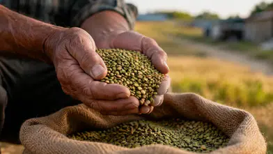 Toprak Mahsulleri Ofisi, 2026 Yeşil Mercimek alım fiyatını açıkladı