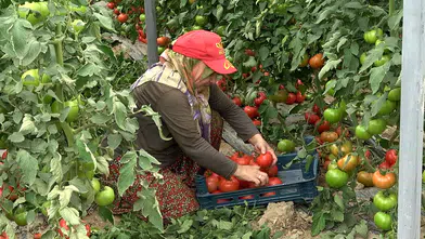 Deregümü köyünde üretilen domatesler ihraç ediliyor
