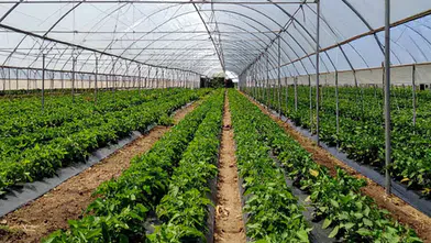 Karataş’a 1,2 milyar liralık sera yatırımı!