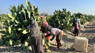 Mersin'de dikenli incir üreticilerinin zorlu hasat mesaisi başladı