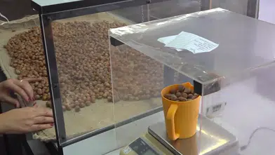 TMO, Ordu ve Giresun'da fındık alımlarına başladı