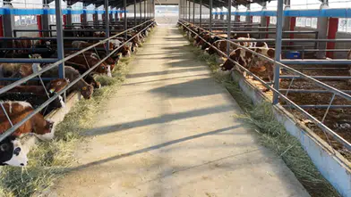 Çiftçilere müjde! Destekleme ödemeleri hesaplara aktarıldı