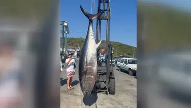 Balıkçılar 2 metre 80 santim boyunda orkinos yakaladı